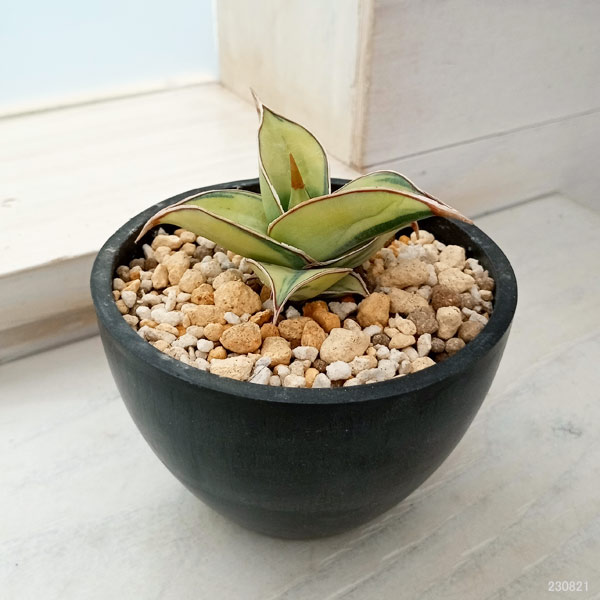 園芸ネット本店｜サンセベリア：ピングイキュラ バリエガータ（斑入