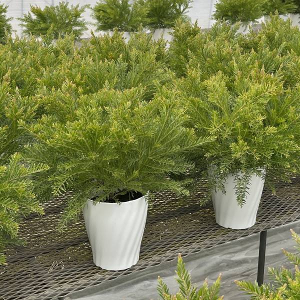 園芸ネット本店｜アカシア：テレサ7号鉢植え の通販【公式】