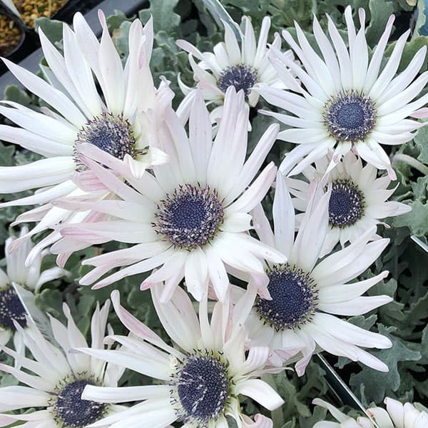 園芸ネット本店｜アークトチス：ラルム3号ポット* の通販【公式】