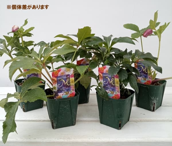 園芸ネット本店｜クリスマスローズ：俊峰園さんオリジナル八重咲花色