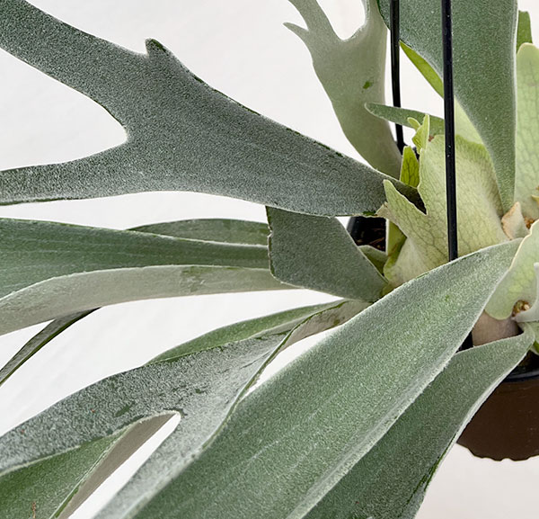 園芸ネット本店｜ビカクシダ（コウモリラン）：ベイチー 5号吊り鉢* の