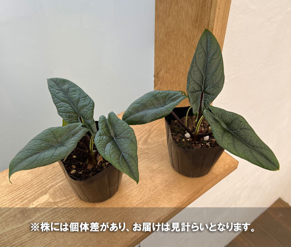 園芸ネット本店｜アロカシア：スカルプラム 3号ポット の通販【公式】