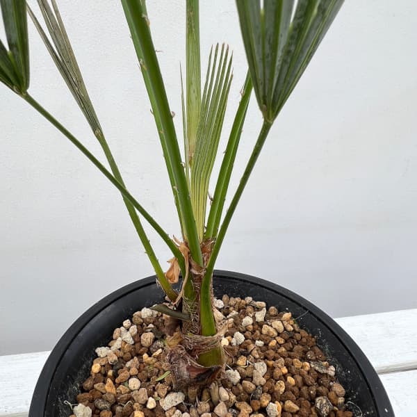 園芸ネット本店｜チャメロプス：フミリス・セリフェラ 6号鉢植え の