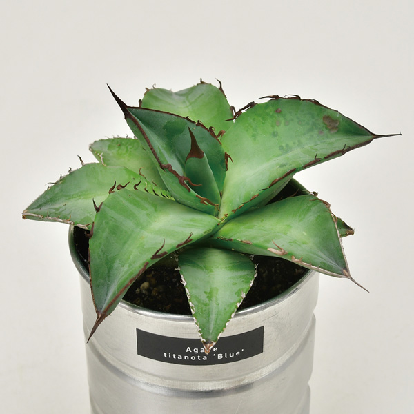 園芸ネット本店｜[ギフトに]栽培セット：種から育てる アガベ栽培