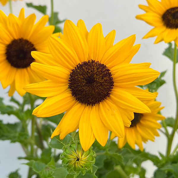 園芸ネット本店｜ヒマワリ：サンメイジング3.5号ポット 3株セット の