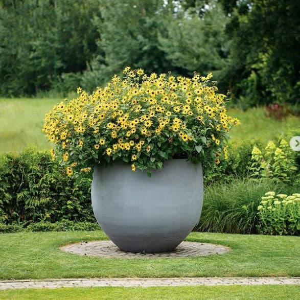 園芸ネット本店｜ヒマワリ：サンメイジング3.5号ポット 3株セット の