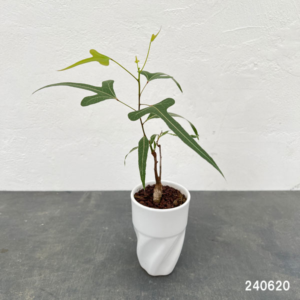 園芸ネット本店｜ブラキキトン（ボトルツリー）：ポプルネウス 細葉系