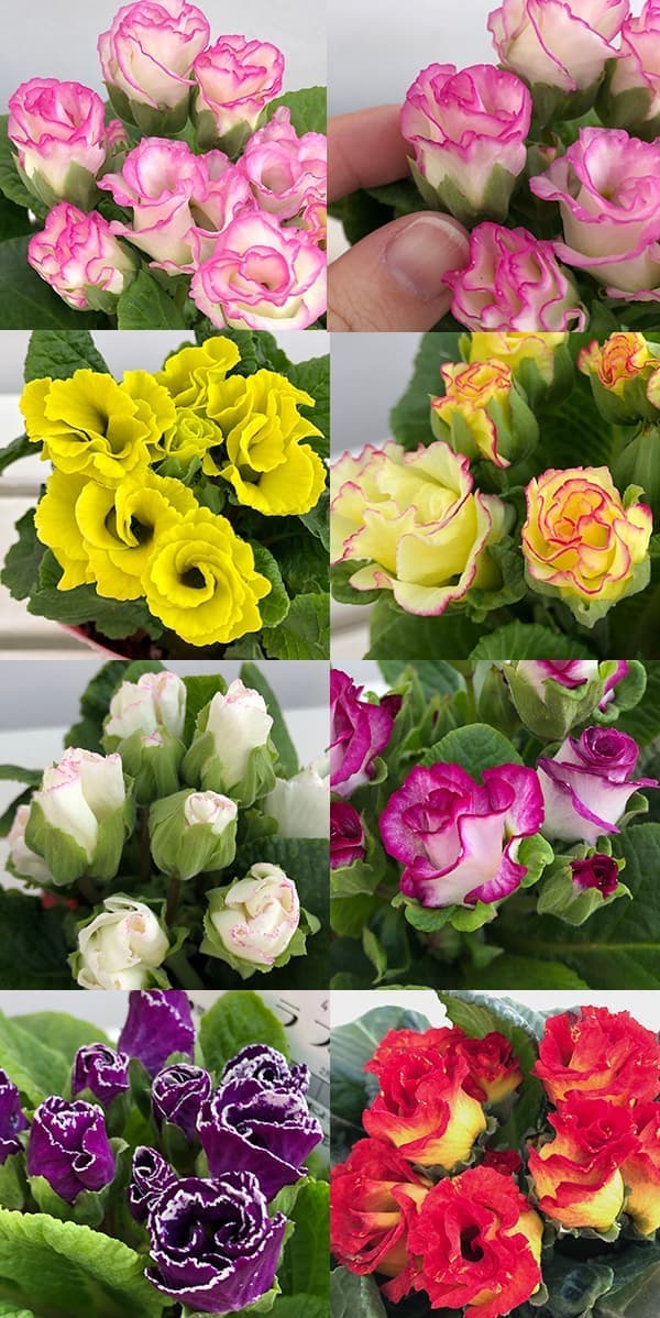 園芸ネット本店｜プリムラ：ジュリアン ラブ3.5号ポット 6株セット の