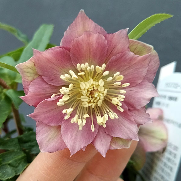 園芸ネット本店｜曽田園芸さんのクリスマスローズ：24-10小輪多花系／4