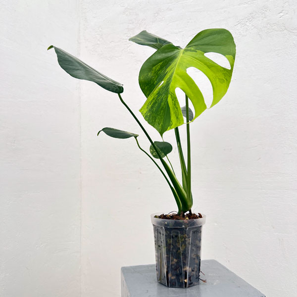 園芸ネット本店｜[ザ・ファームセレクト]モンステラ：デリシオーサ