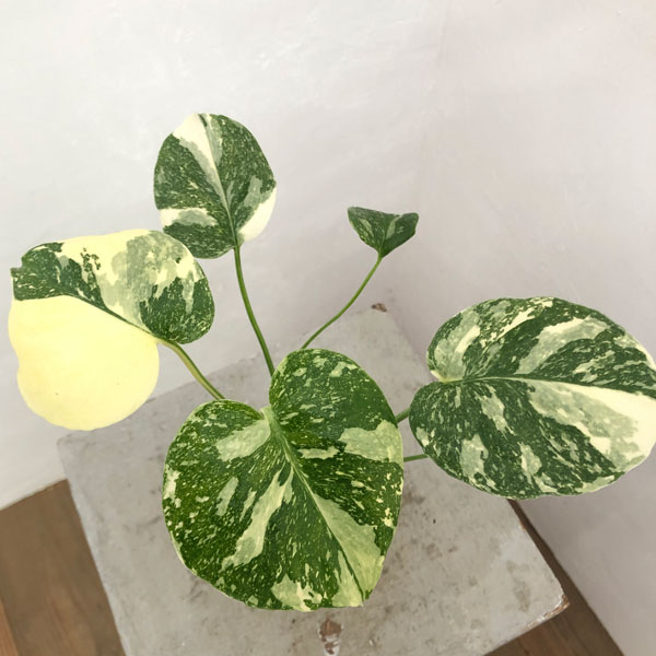 園芸ネット本店｜[ザ・ファームセレクト]モンステラ：タイコンステ