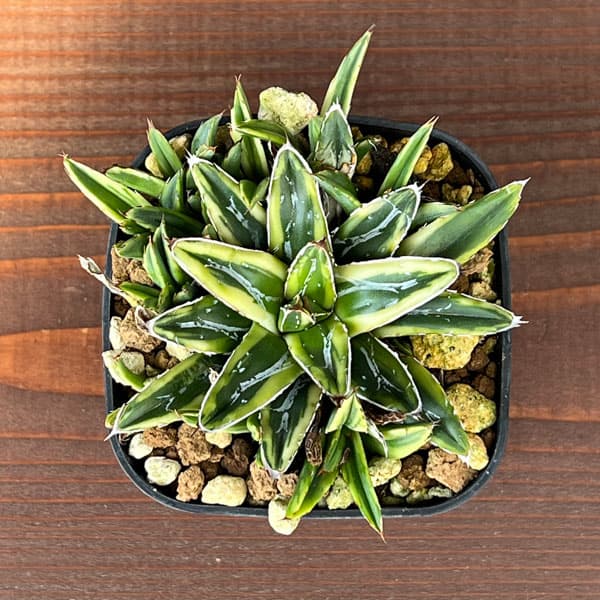 園芸ネット本店｜アガベ：笹の雪 輝山 8cmスクエア鉢 の通販【公式】