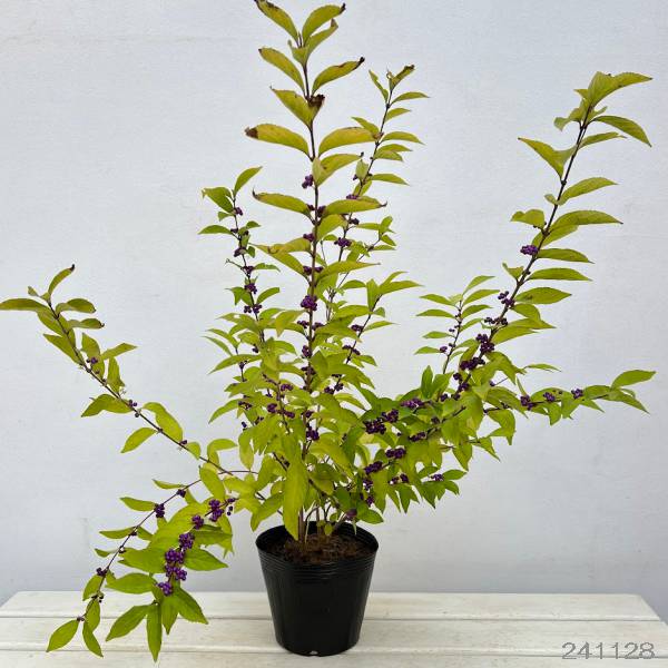 園芸ネット本店｜ムラサキシキブ（紫式部）：コムラサキ5号ポット の