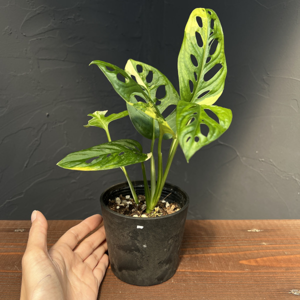 園芸ネット本店｜モンステラ：アダンソニー（マドカズラ）オーレア