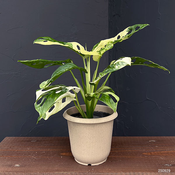 園芸ネット本店｜マドカズラ：斑入り 4号25-01 の通販【公式】