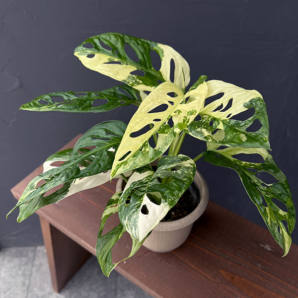 園芸ネット本店｜マドカズラ：斑入り 4号25-01 の通販【公式】