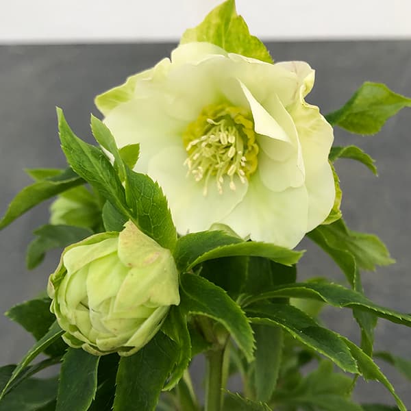 園芸ネット本店｜若泉ファームさんのクリスマスローズ：25-01