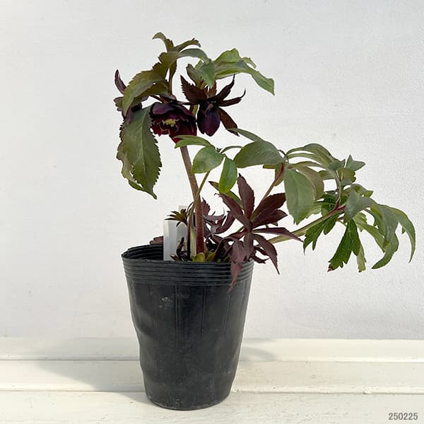 園芸ネット本店｜若泉ファームさんのクリスマスローズ：25-16雅