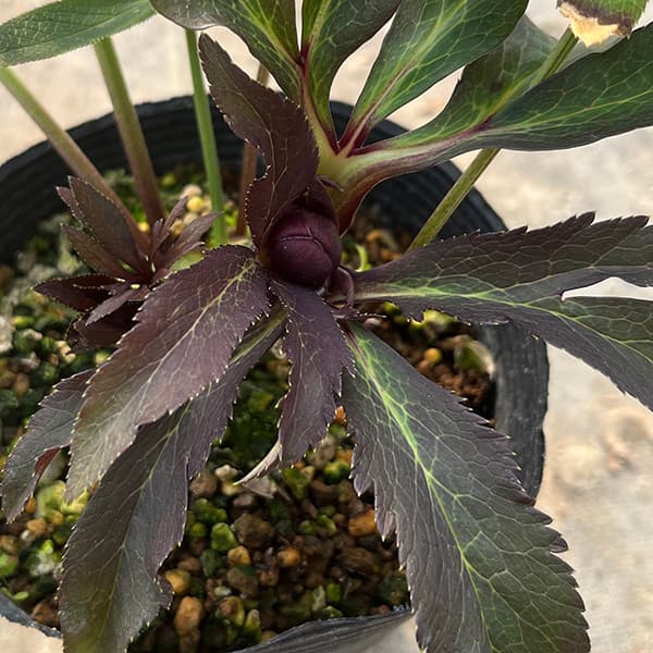 園芸ネット本店｜若泉ファームさんのクリスマスローズ：25-16雅