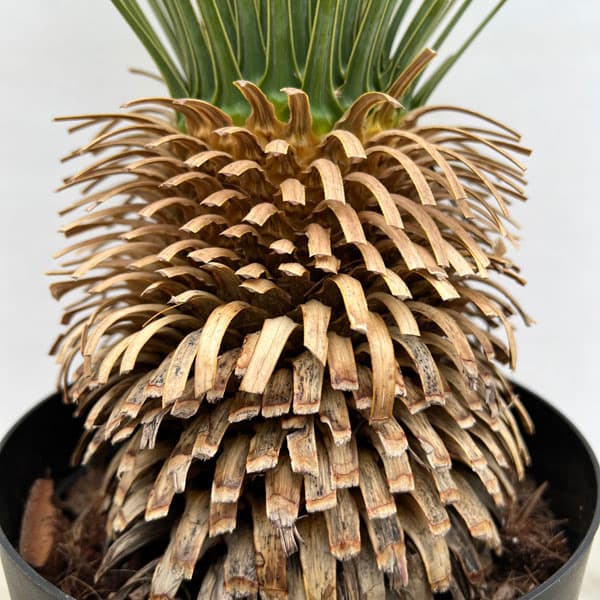 園芸ネット本店｜ユッカ：ロストラータ 7号鉢植え* の通販【公式】