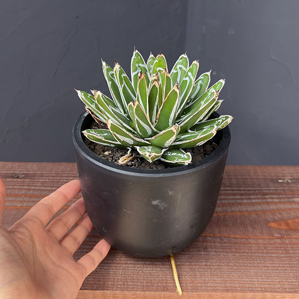 園芸ネット本店｜アガベ：姫笹の雪 5号鉢植え25-01 の通販【公式】