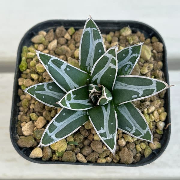 園芸ネット本店｜アガベ：ダルマ笹の雪 3号ポット の通販【公式】