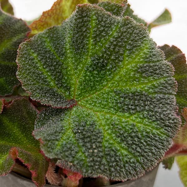 園芸ネット本店｜ベゴニア：ソリムタータ 4号鉢植え の通販【公式】