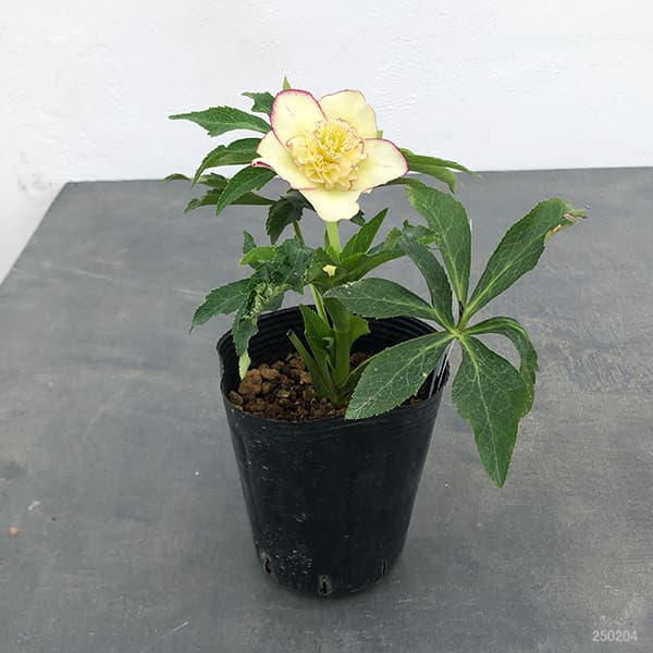 園芸ネット本店｜曽田園芸さんのクリスマスローズ：25-01多弁