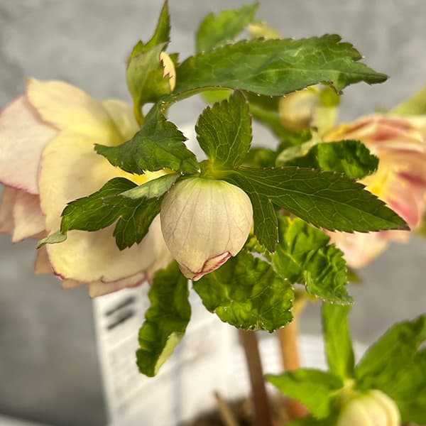 園芸ネット本店｜松村ナーセリーさんのクリスマスローズ：25-80ダブル