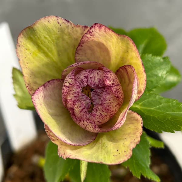 園芸ネット本店｜松村ナーセリーさんのクリスマスローズ：25-90ダブル