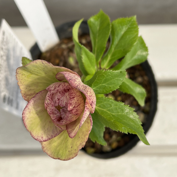 園芸ネット本店｜松村ナーセリーさんのクリスマスローズ：25-90ダブル