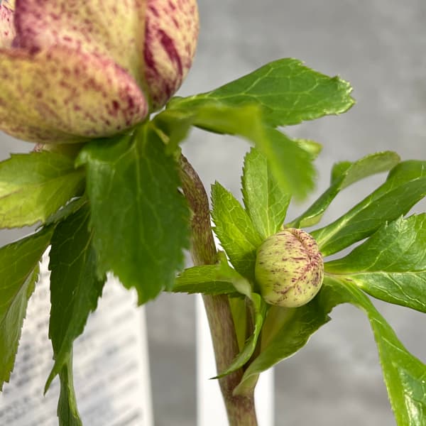 園芸ネット本店｜松村ナーセリーさんのクリスマスローズ：25-90ダブル