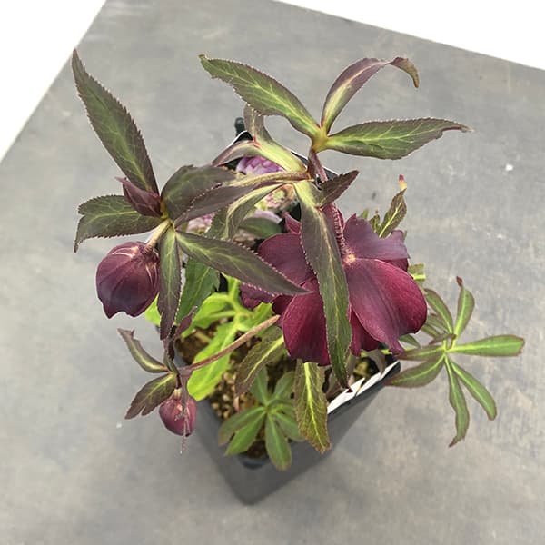 園芸ネット本店｜クリスマスローズ：セレクトダブル25-62HEXE(ヘックス