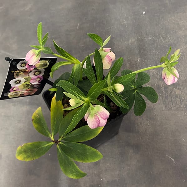 園芸ネット本店｜クリスマスローズ：セレクトシングル25-12／1.5L