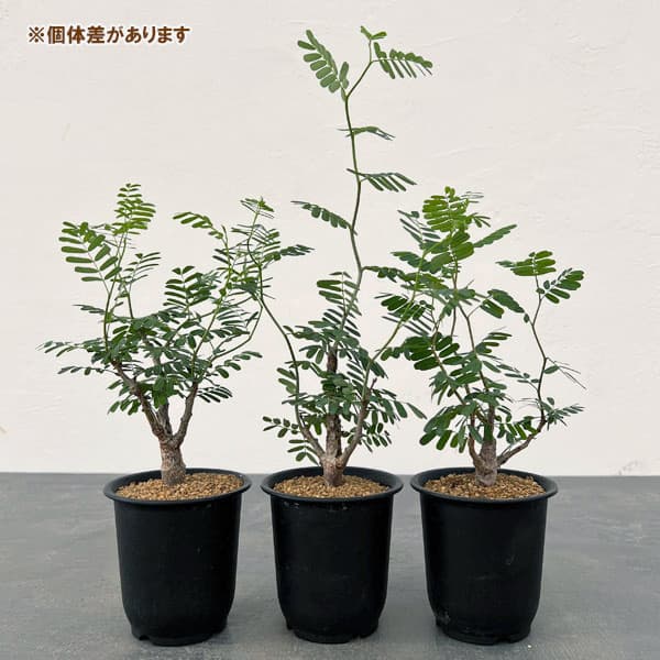 園芸ネット本店｜センナ：メリディオナリス（実生株） 2.5号鉢植え の