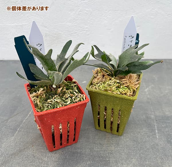 園芸ネット本店｜[ザ・ファームセレクト]ビカクシダ（コウモリラン