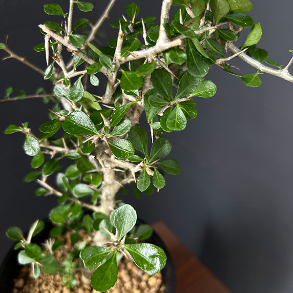 園芸ネット本店｜コミフォラ：シンプリキフォリア（小葉） 5号鉢植え