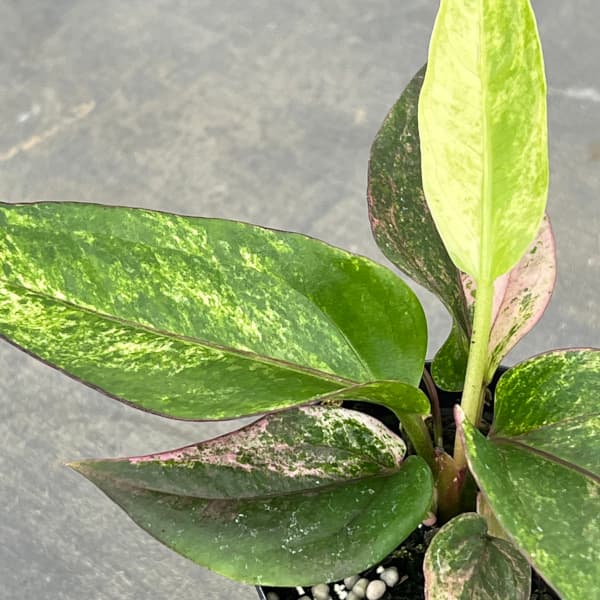 園芸ネット本店｜[ザ・ファームセレクト]アンスリウム：フーケリー