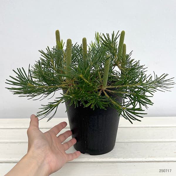 園芸ネット本店｜[ザ・ファームセレクト]バンクシア：バースデイ