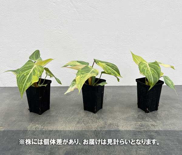 園芸ネット本店｜フィロデンドロン：グロリオサム トリカラー 2.5号