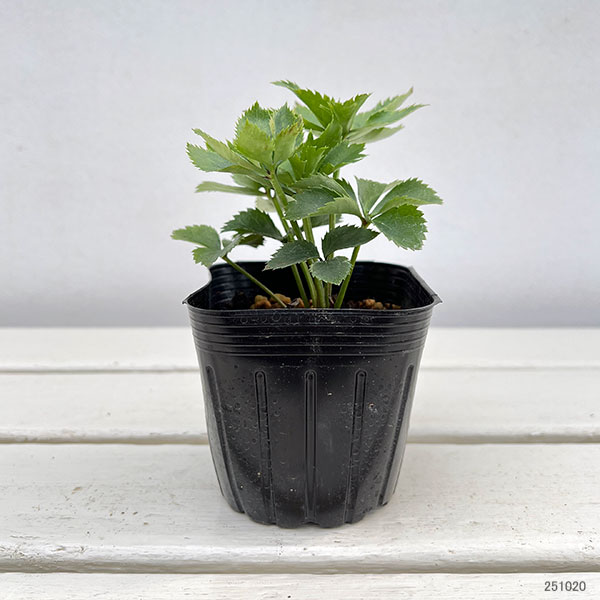 園芸ネット本店｜クリスマスローズ：ダブル7種セット の通販【公式】