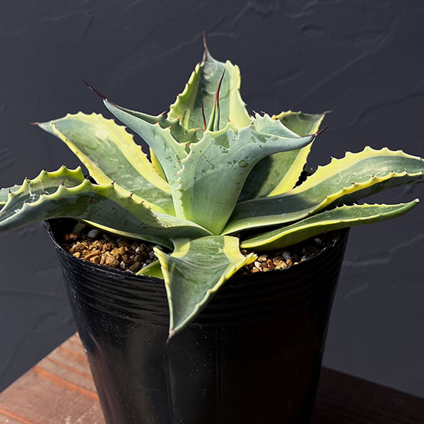 園芸ネット本店｜アガベ：オバティフォリア オルカ 4号鉢植え25-01 の