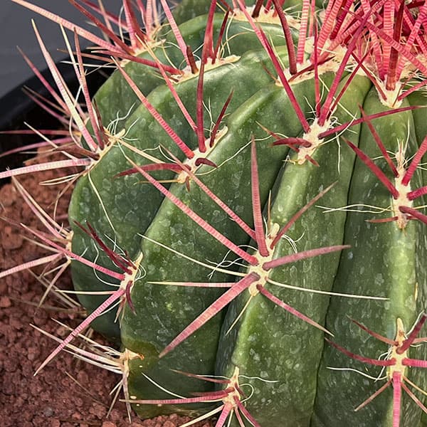 園芸ネット本店｜フェロカクタス：赤鳳 8号鉢植え の通販【公式】
