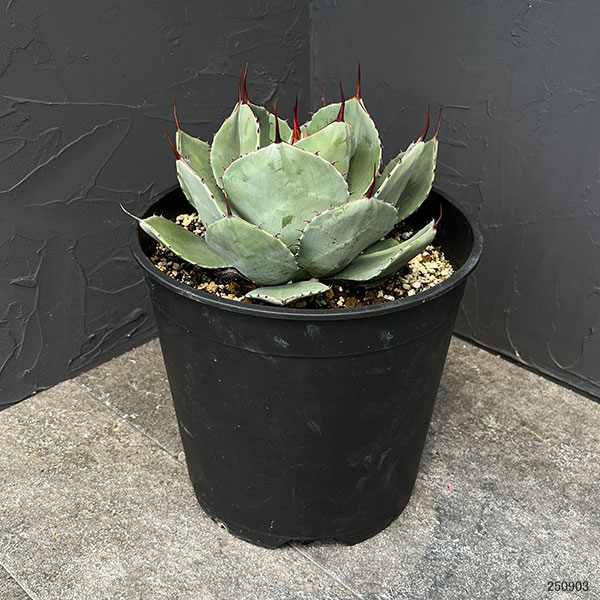 園芸ネット本店｜アガベ：パリートルンカータ 8号鉢植え の通販【公式】