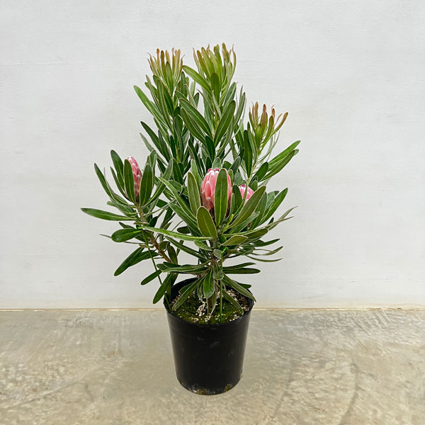 園芸ネット本店｜[ザ・ファームセレクト]プロテア：ピンクアイス 7号