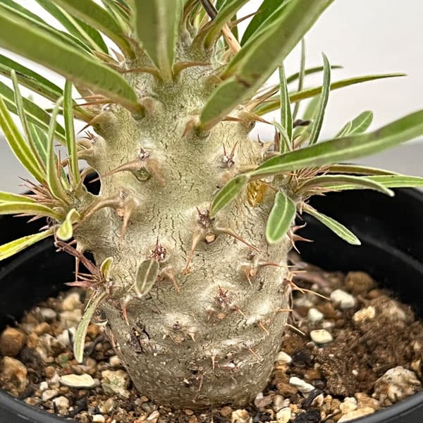 園芸ネット本店｜パキポディウム：グラキリス（実生苗） 3号ポット の