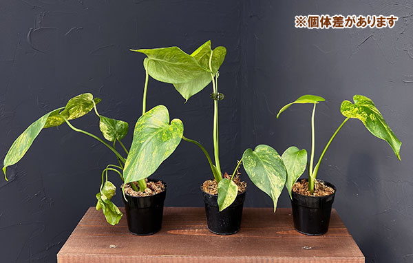 園芸ネット本店｜モンステラ：デリシオーサ イエローマリリン 3号