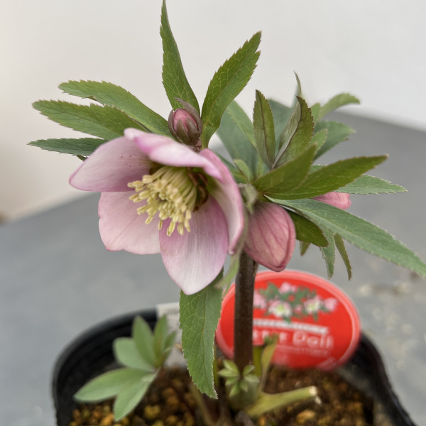 園芸ネット本店｜横山園芸さんのクリスマスローズ：プチドール25-05