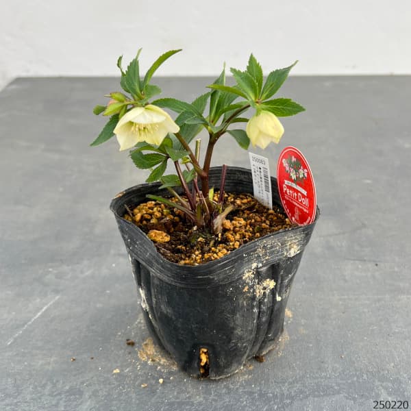 園芸ネット本店｜横山園芸さんのクリスマスローズ：プチドール25-14