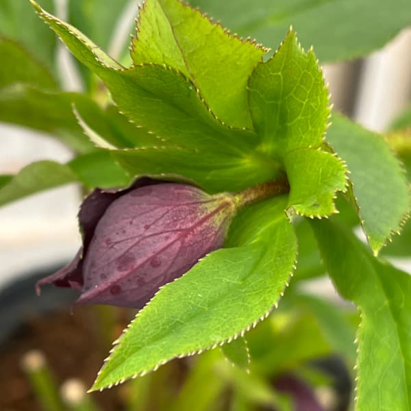 園芸ネット本店｜花郷園さんのクリスマスローズ：25-36パピエ ノワール